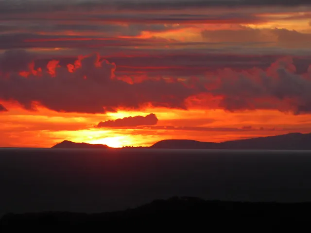 a view of a palm tree in a yard