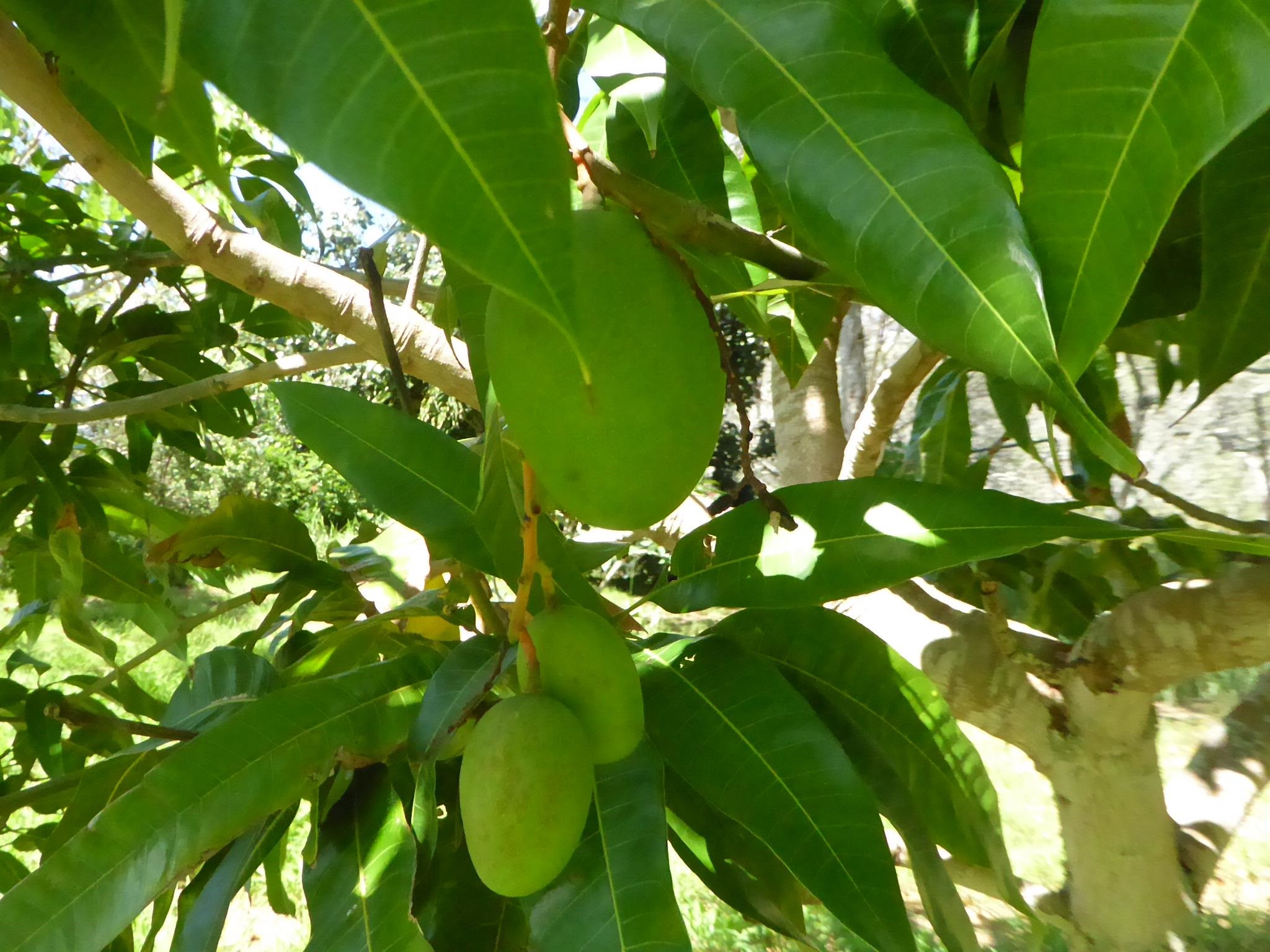 91 Noho Lio Road Maunaloa, HI 96770 - Photo 24 of 27 a view of a tree
