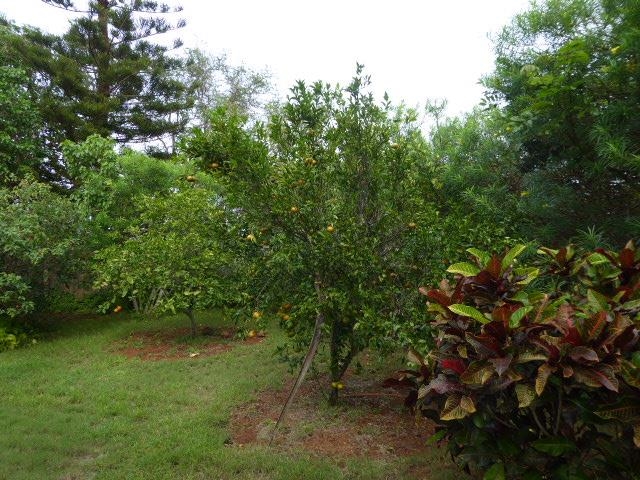 91 Noho Lio Road Maunaloa, HI 96770 - Photo 25 of 27 a view of a forest