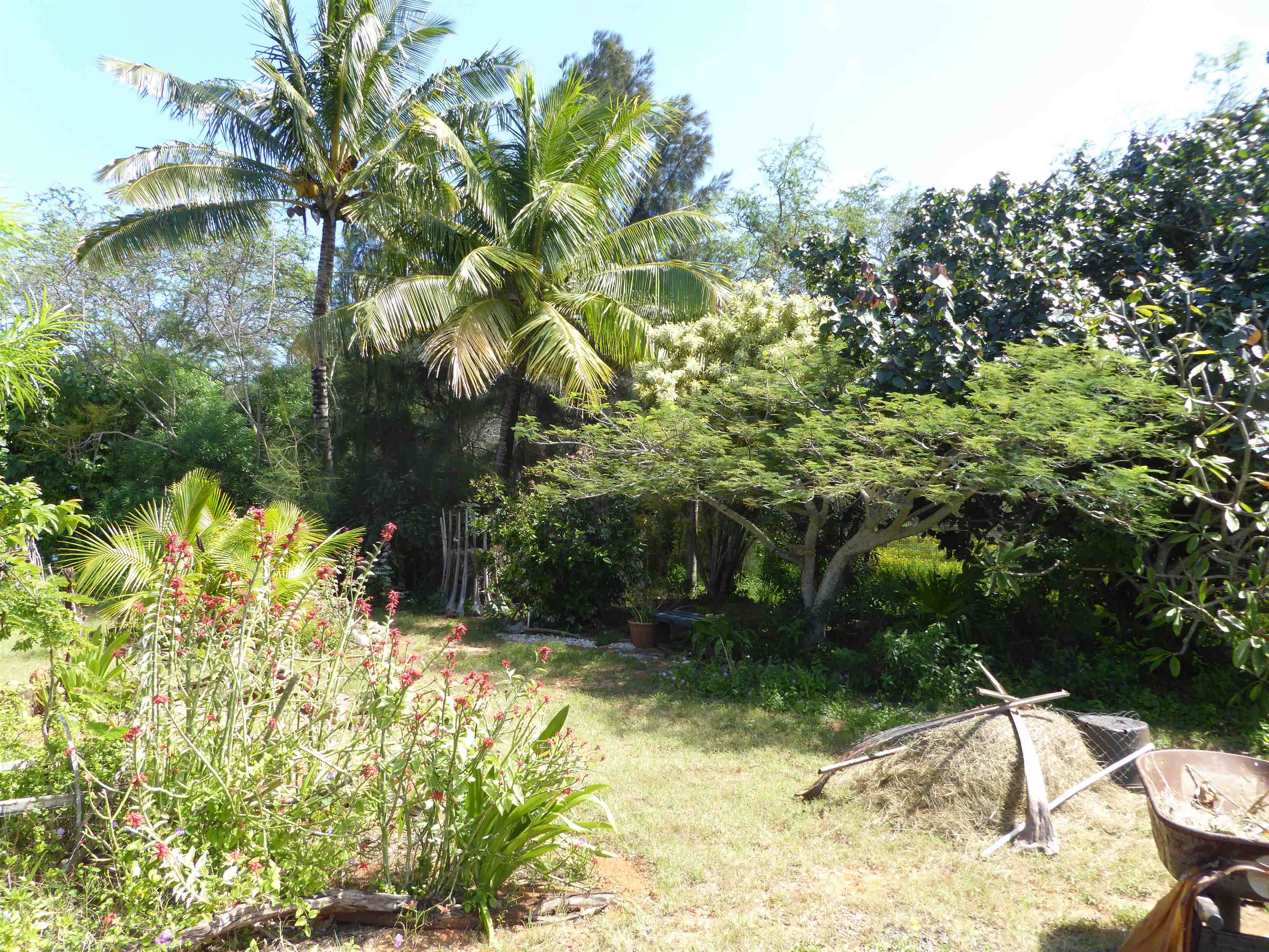 91 Noho Lio Road Maunaloa, HI 96770 - Photo 10 of 27 a view of backyard of the house