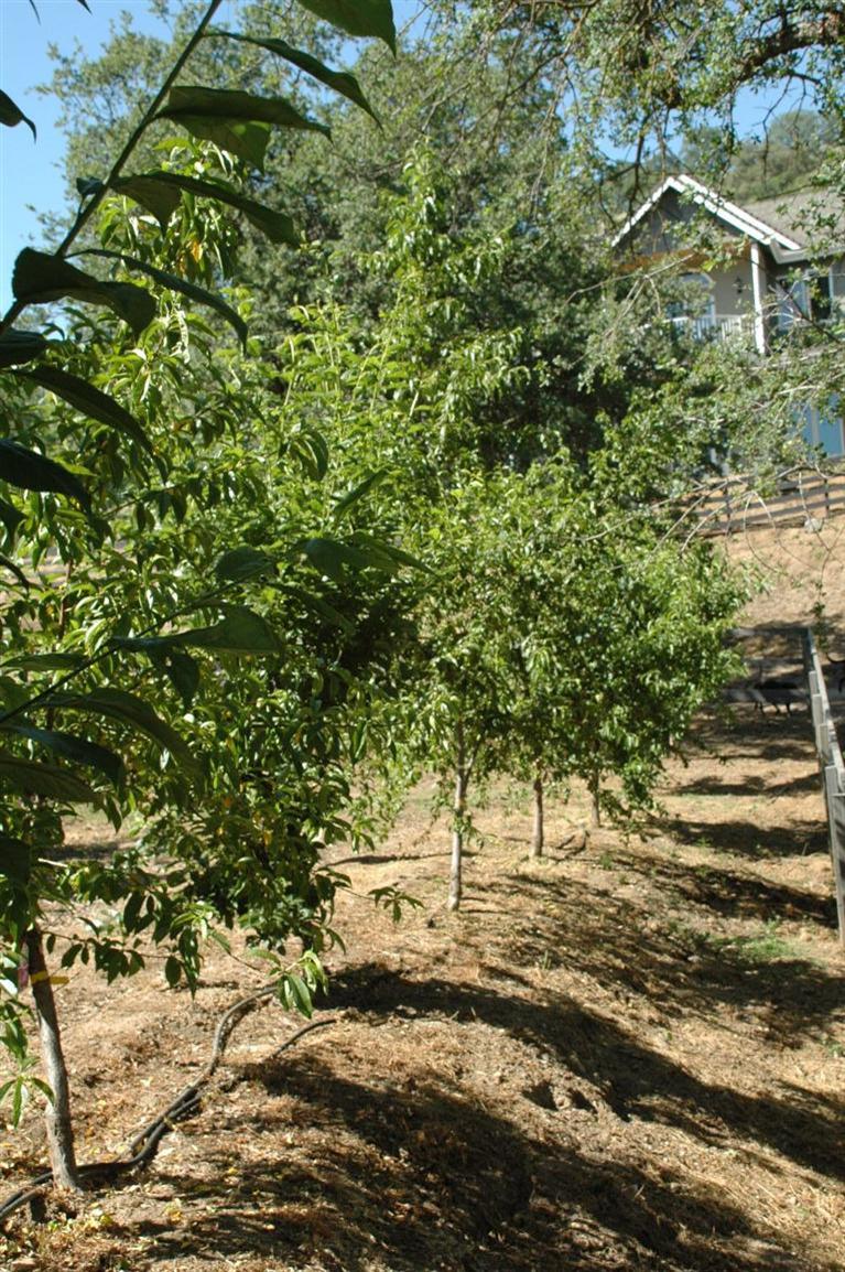 37452 Dunlap Road Squaw Valley, CA 93675 - Photo 27 of 93 Gallery Image 27