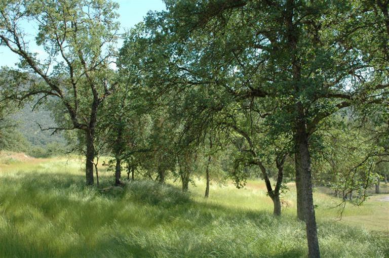 37452 Dunlap Road Squaw Valley, CA 93675 - Photo 30 of 93 Gallery Image 30