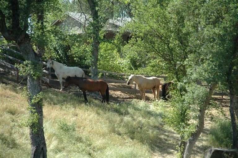 37452 Dunlap Road Squaw Valley, CA 93675 - Photo 9 of 93 Gallery Image 9