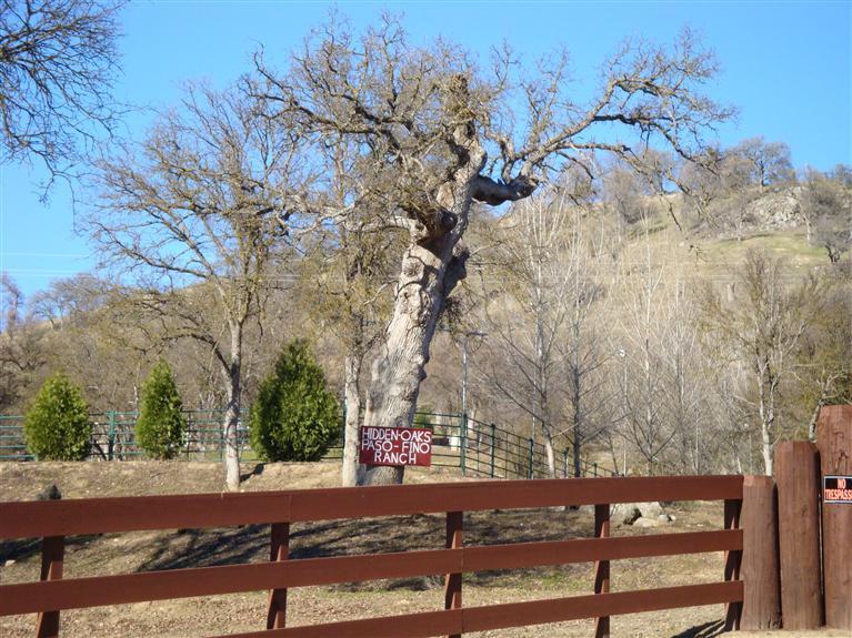 37452 Dunlap Road Squaw Valley, CA 93675 - Photo 90 of 93 Gallery Image 90