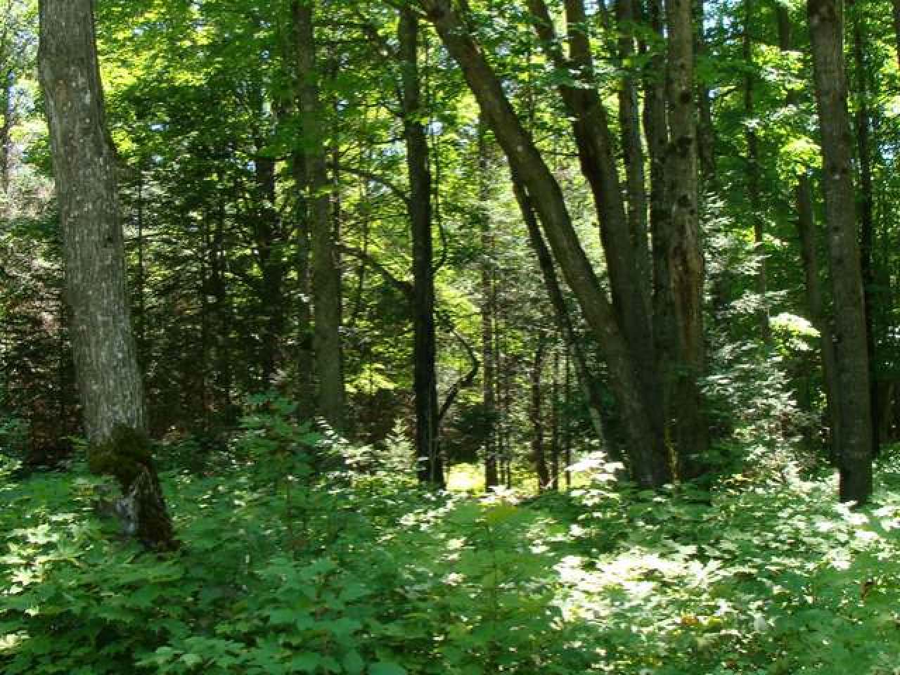 Lot 19 Gemstone Road Presque Isle, WI 54557 - Photo 3 of 7 Gallery Image 3