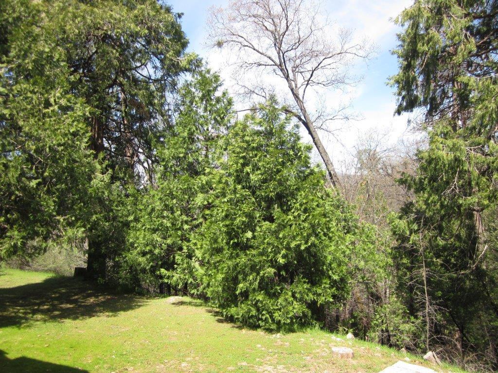 52121 Pettitt Road Oakhurst, CA 93644 - Photo 25 of 43 Gallery Image 25