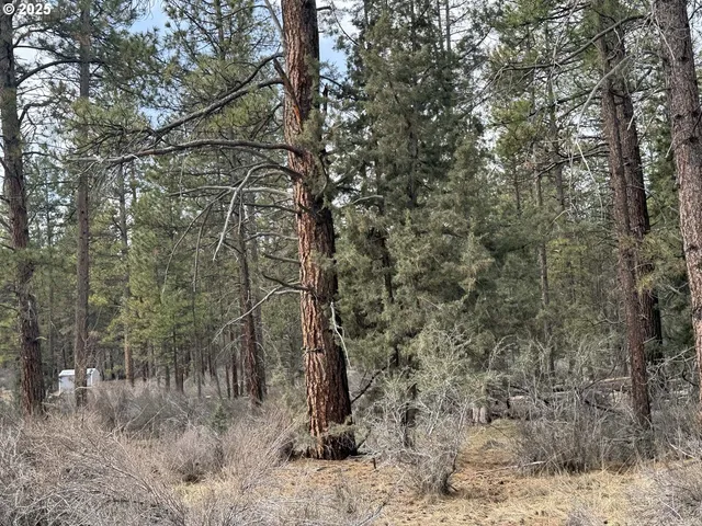 a view of a forest with large trees