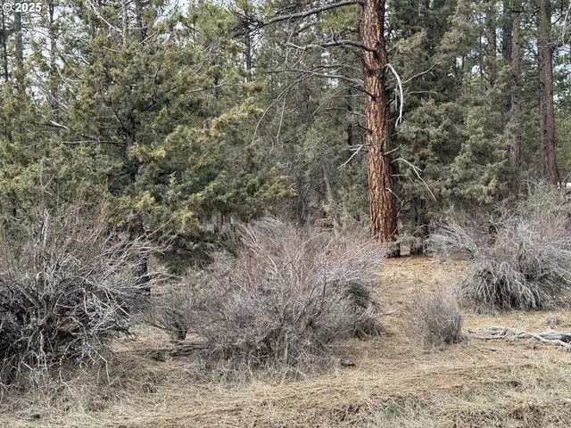 a view of a dry yard with trees in the background