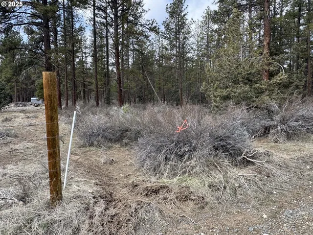 a view of a forest with trees