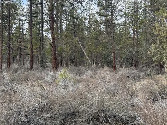 a view of a forest with trees in the background