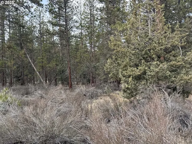 a view of a forest with trees in the background