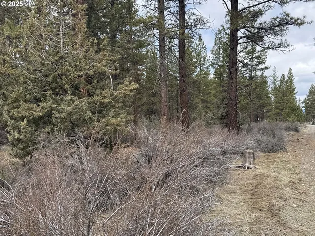 a view of a forest with trees in the background