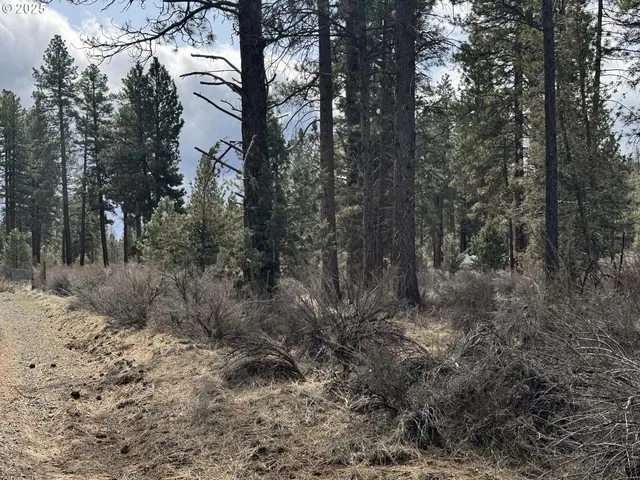 a view of a forest with trees in the background