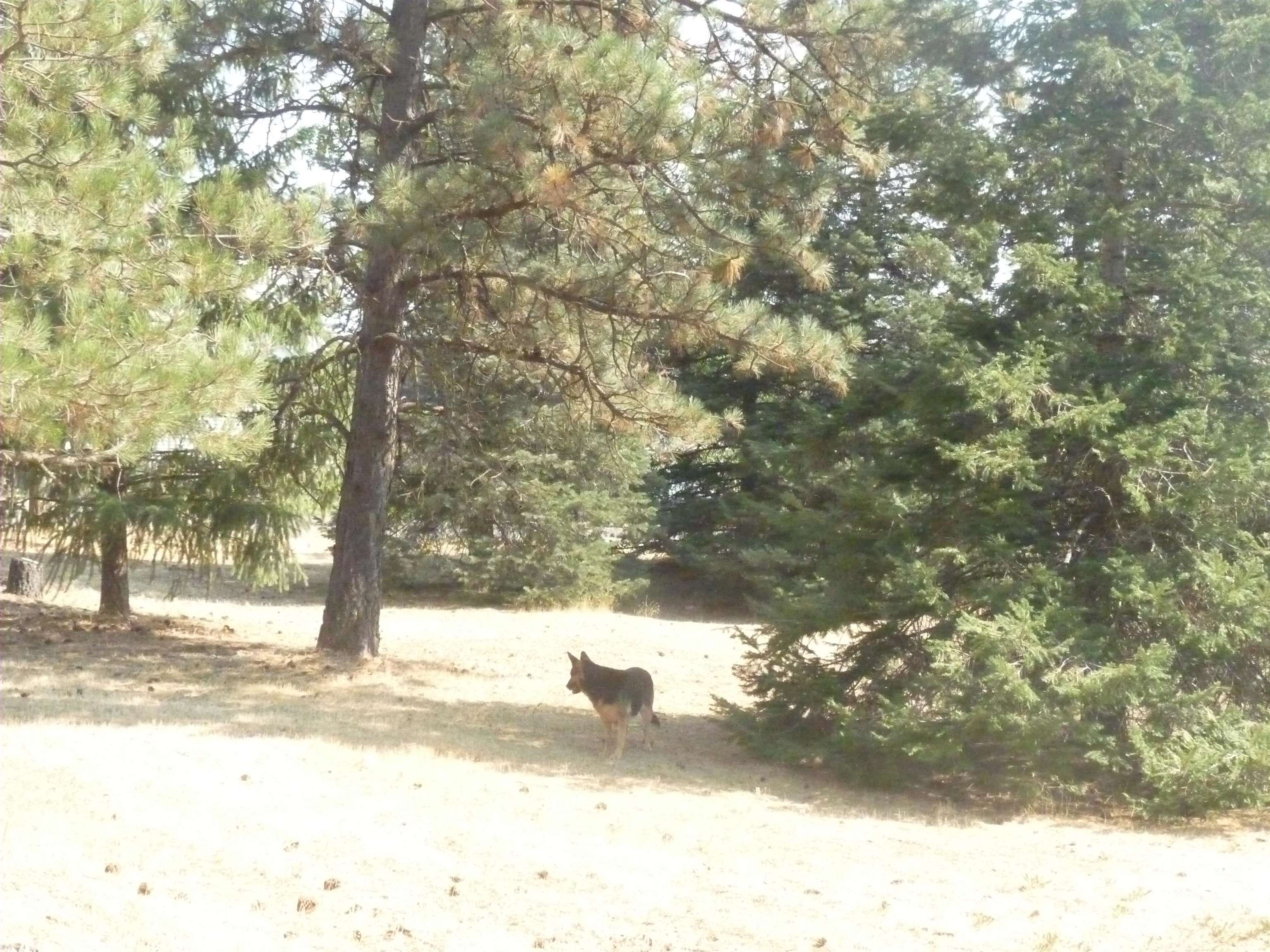 23912 South B Street Cheney, WA 99004 - Photo 25 of 38