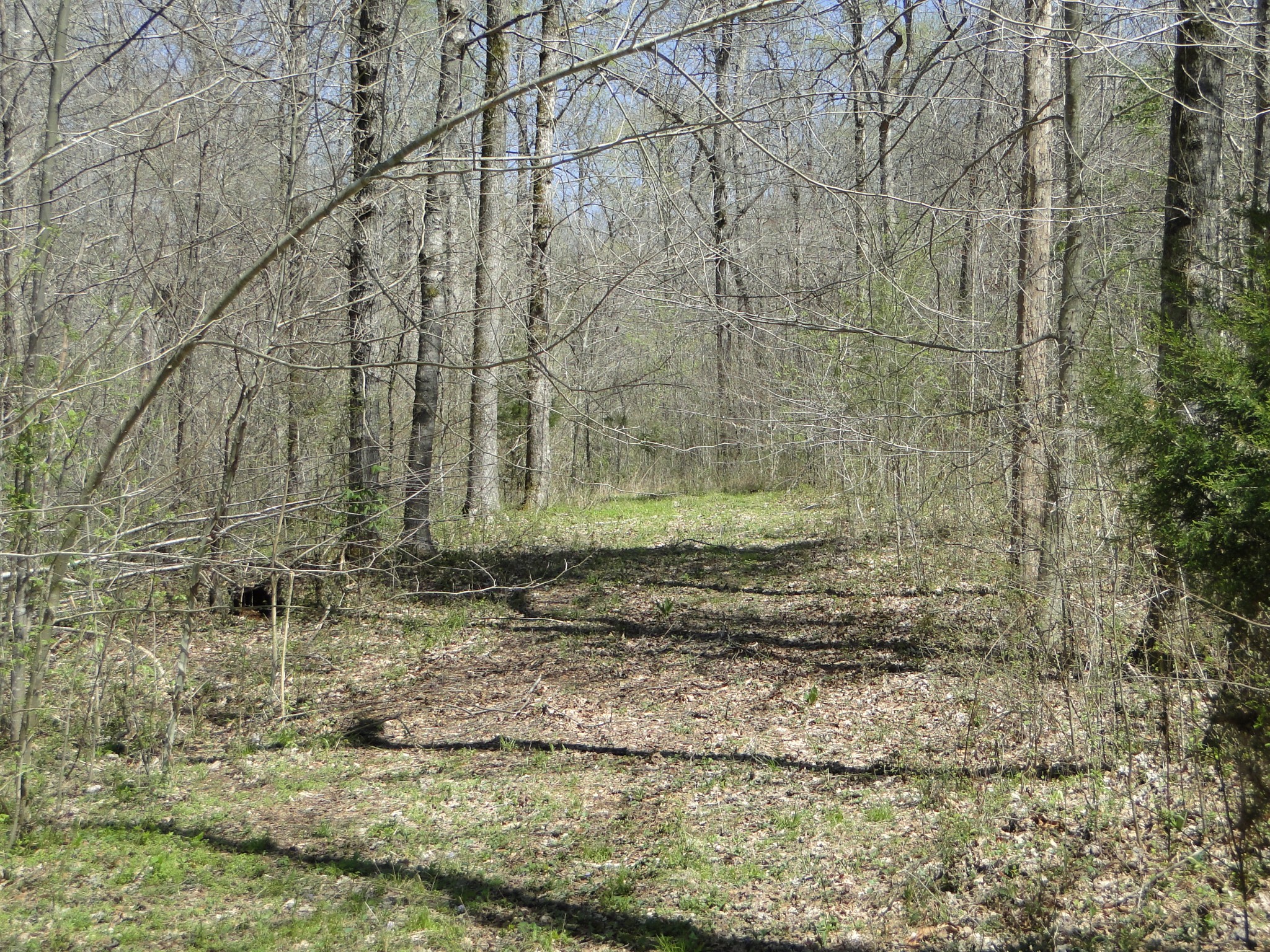 545 Salmon Branch Road Erin, TN 37061 - Photo 58 of 69 Gallery Image 58