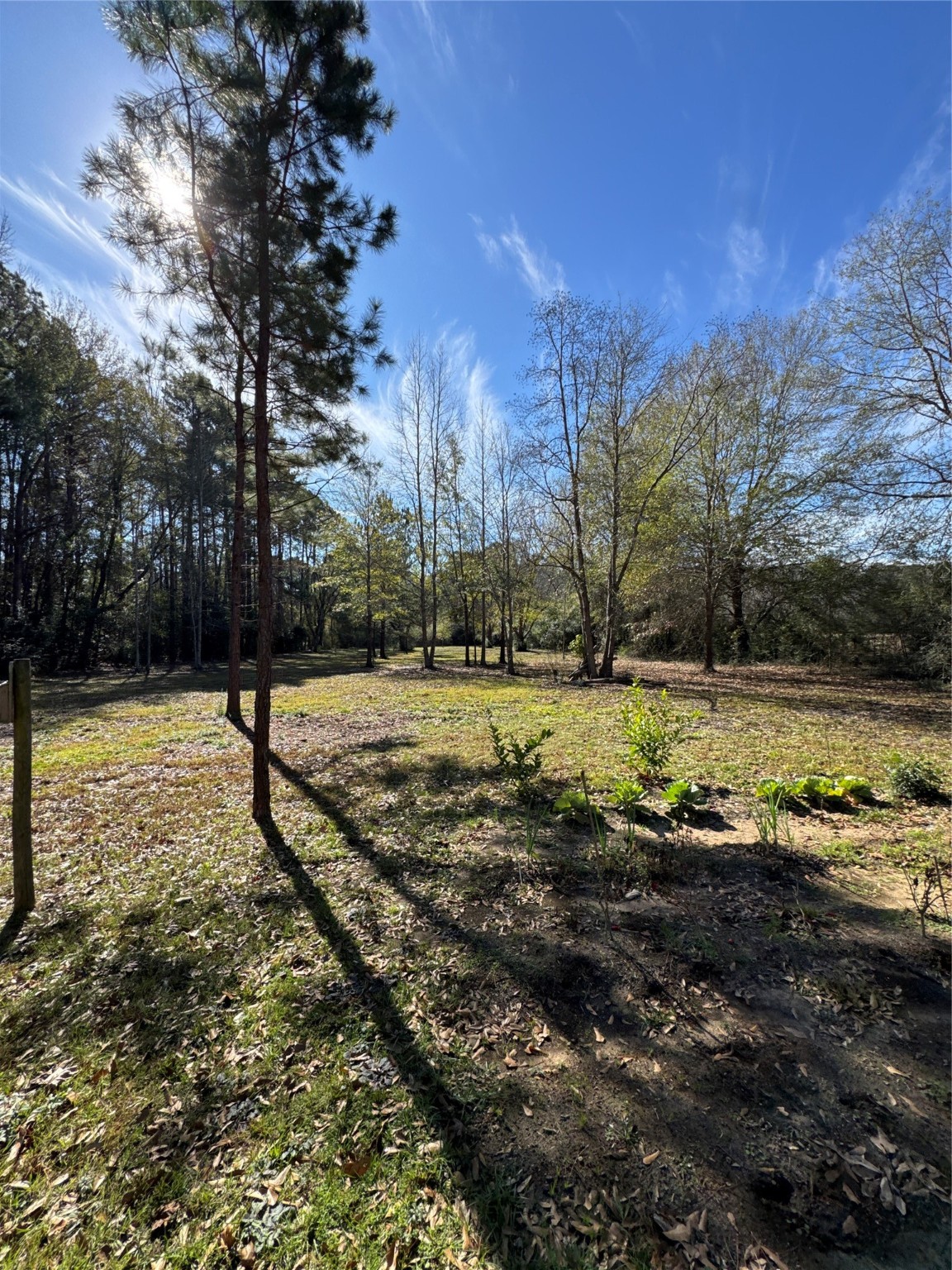 263 County Road 355 Jasper, TX 75951 - Photo 11 of 45 a view of outdoor space with trees
