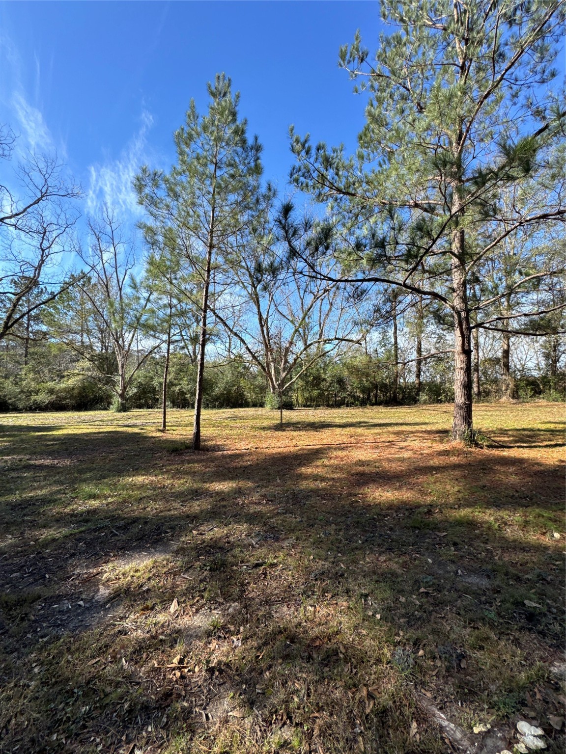 263 County Road 355 Jasper, TX 75951 - Photo 13 of 45 a view of dirt yard