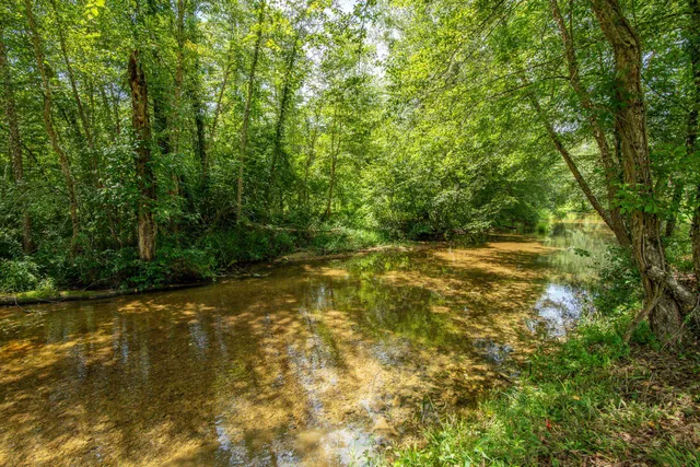 a view of a lake view with a tree