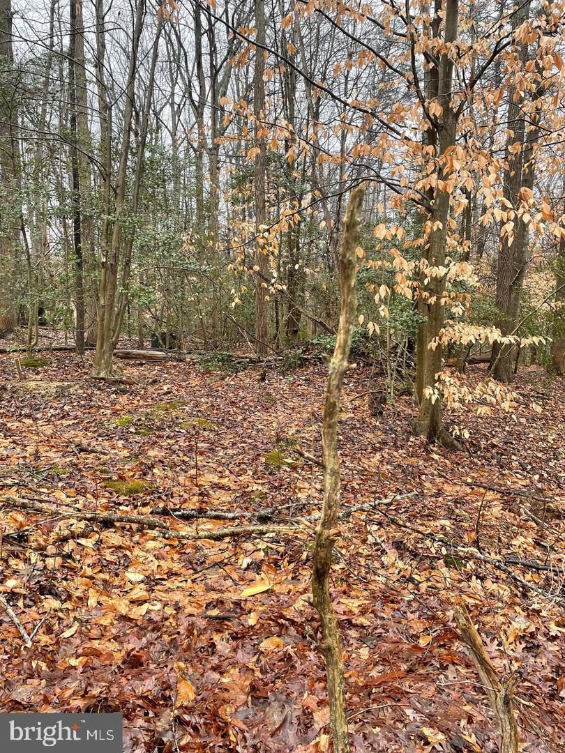 380 Mason Road Prince Frederick, MD 20678 - Photo 2 of 4 a view of a yard with a tree