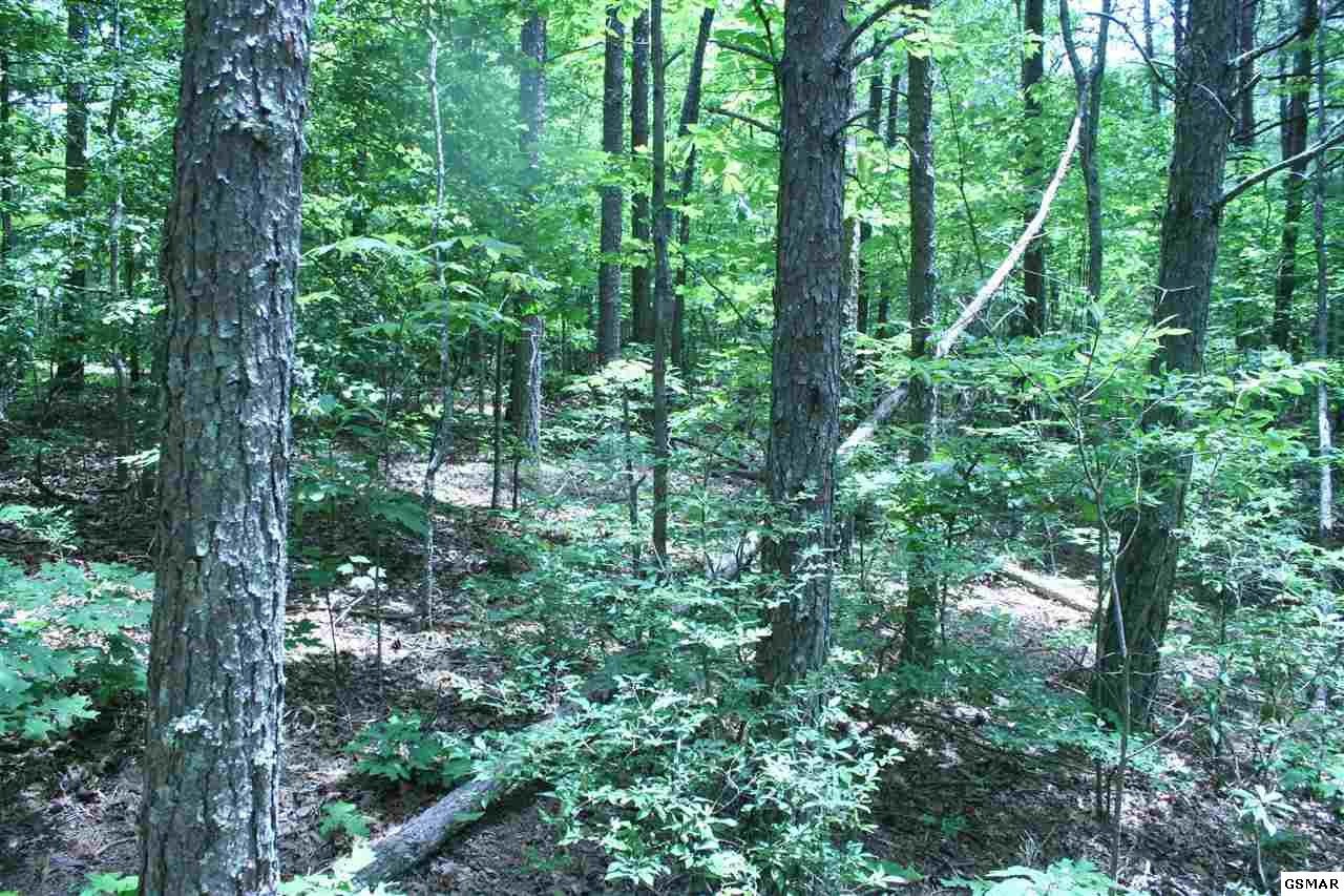 0 Bogard Crk Road Cosby, TN 37722 - Photo 20 of 30 Gallery Image 20