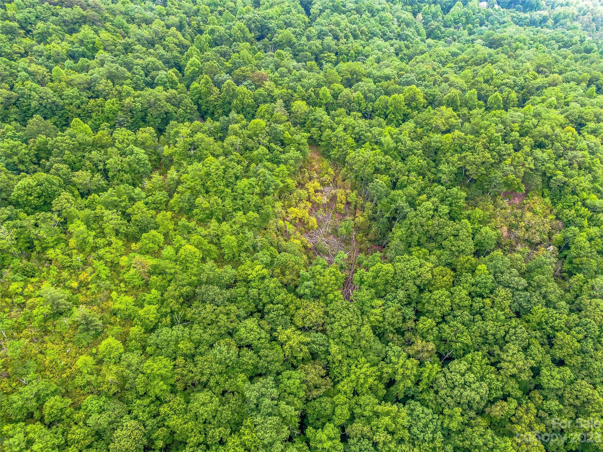 999 Big Hill Road Brevard, NC 28712 - Photo 29 of 30 a view of a lush green forest
