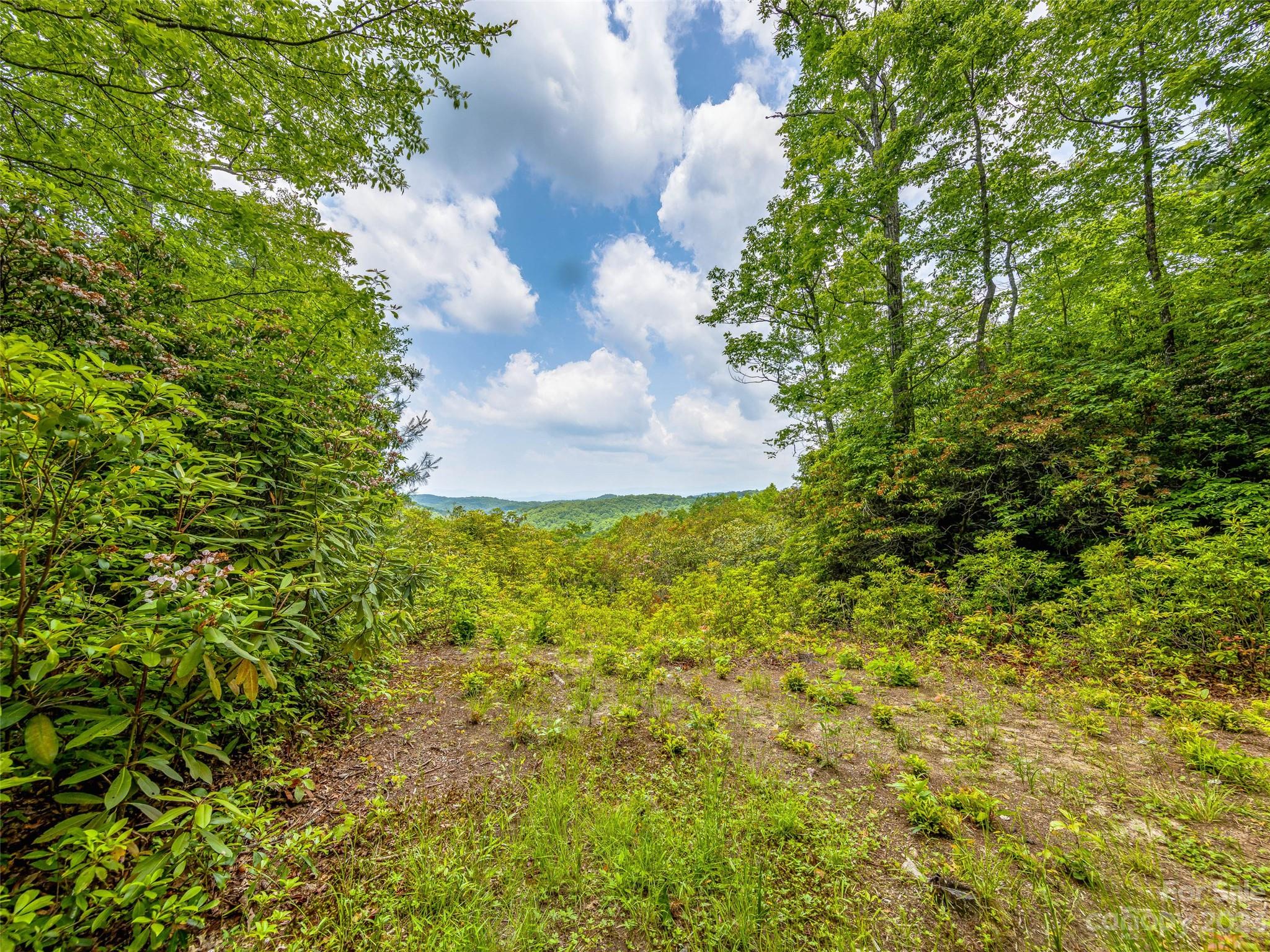 999 Big Hill Road Brevard, NC 28712 - Photo 4 of 30 a close up of a flower in a garden