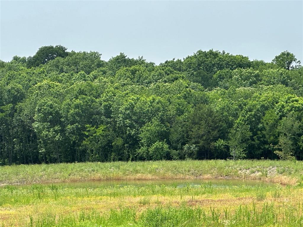 1829 Old Millwood Road Rockwall, TX 75087 - Photo 4 of 4 a view of a yard with a large trees