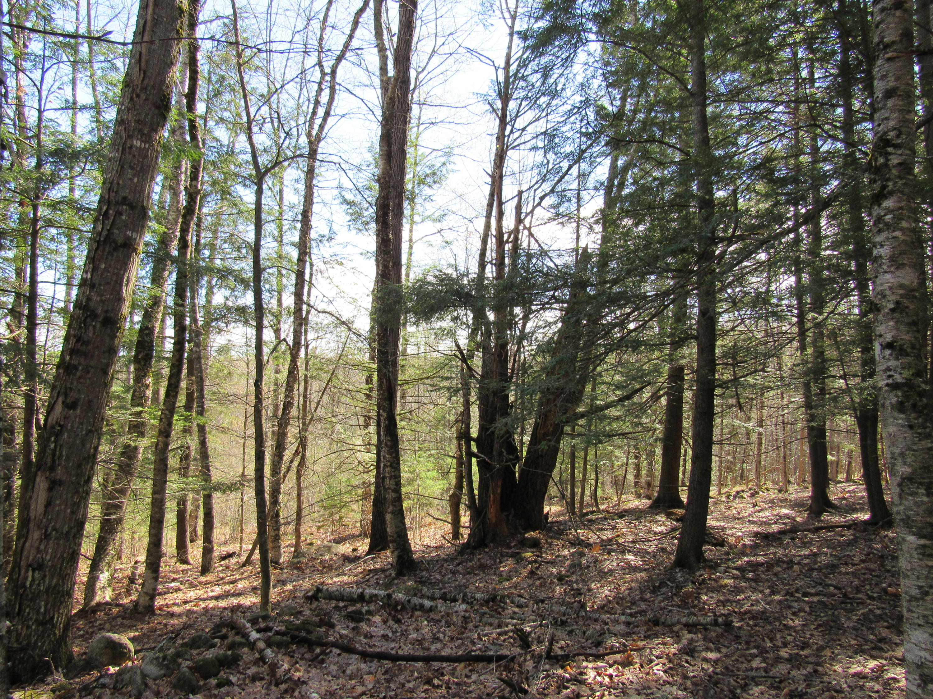Tbd Tbd North Rd Mount Mount Vernon, ME 04352 - Photo 11 of 18 IMG_0956