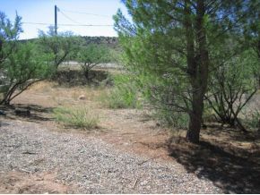 4263 Pima Way Rimrock, AZ 86335 - Photo 10 of 10 a view of a forest filled with trees