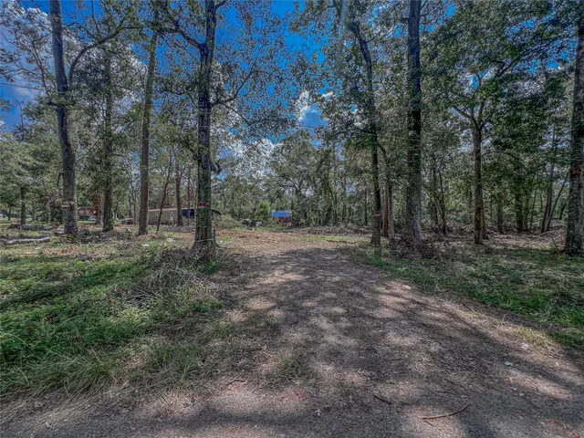 a view of a forest with trees in the background