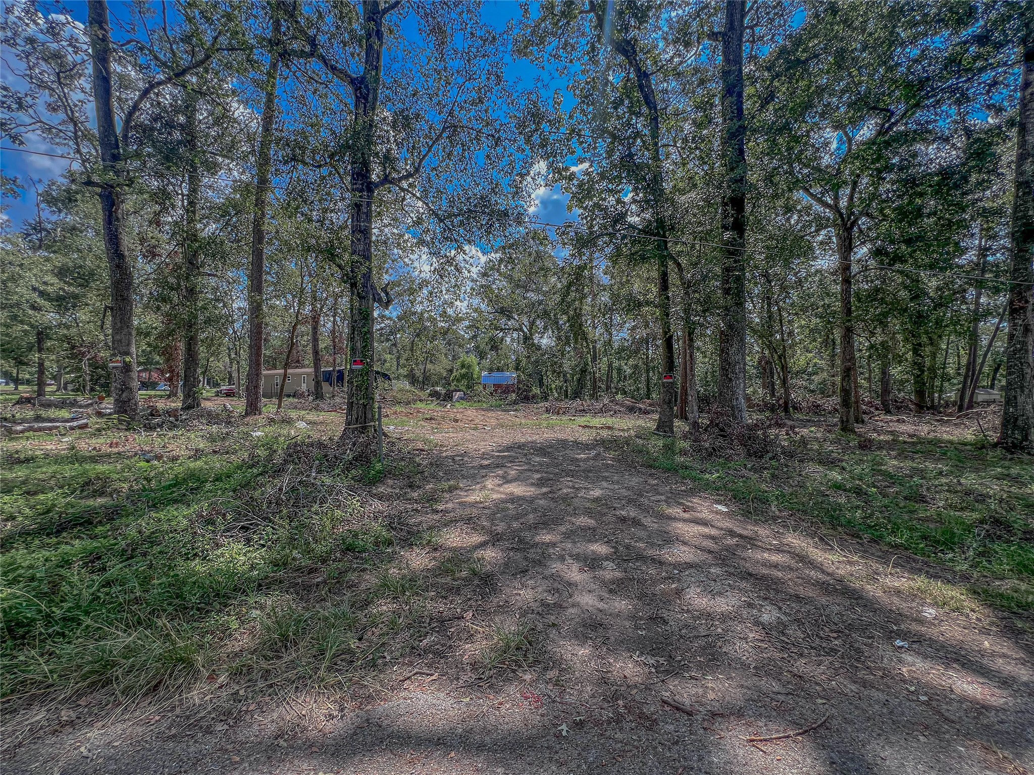 a view of a forest with trees in the background