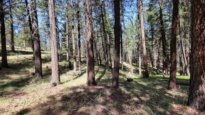 1315 Lofton Creek Road Prineville, OR 97754 - Photo 22 of 61 image000000 (10)