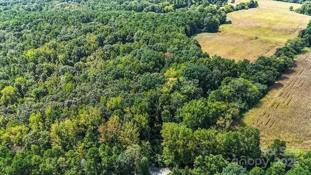 a view of a yard in a forest