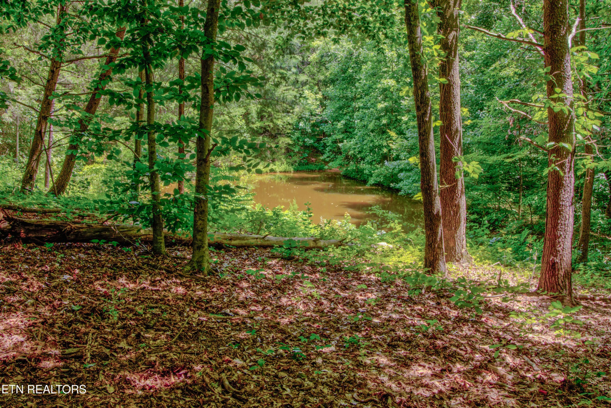 8668 Lakeshore Drive Rutledge, TN 37861 - Photo 54 of 58 Gallery Image 54