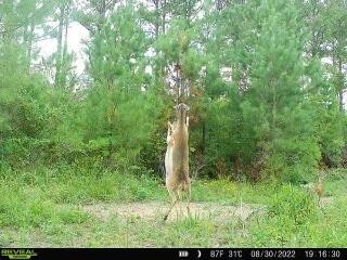 771 State Highway Georgetown, TN 37336 - Photo 50 of 56