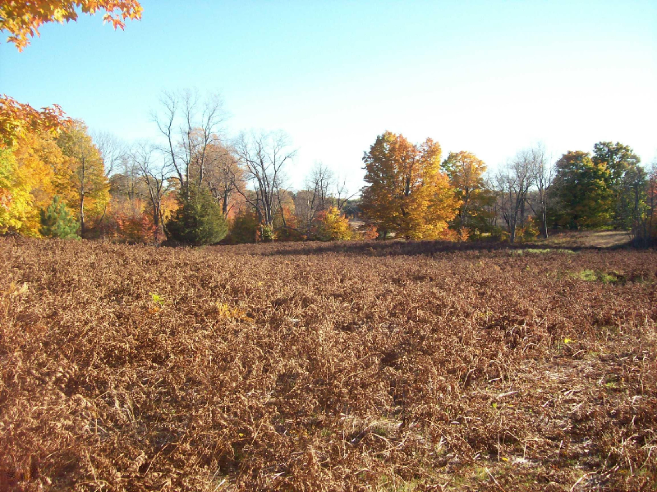 11070 West 10 1/2 Road Copemish, MI 49625 - Photo 3 of 3 100_7294