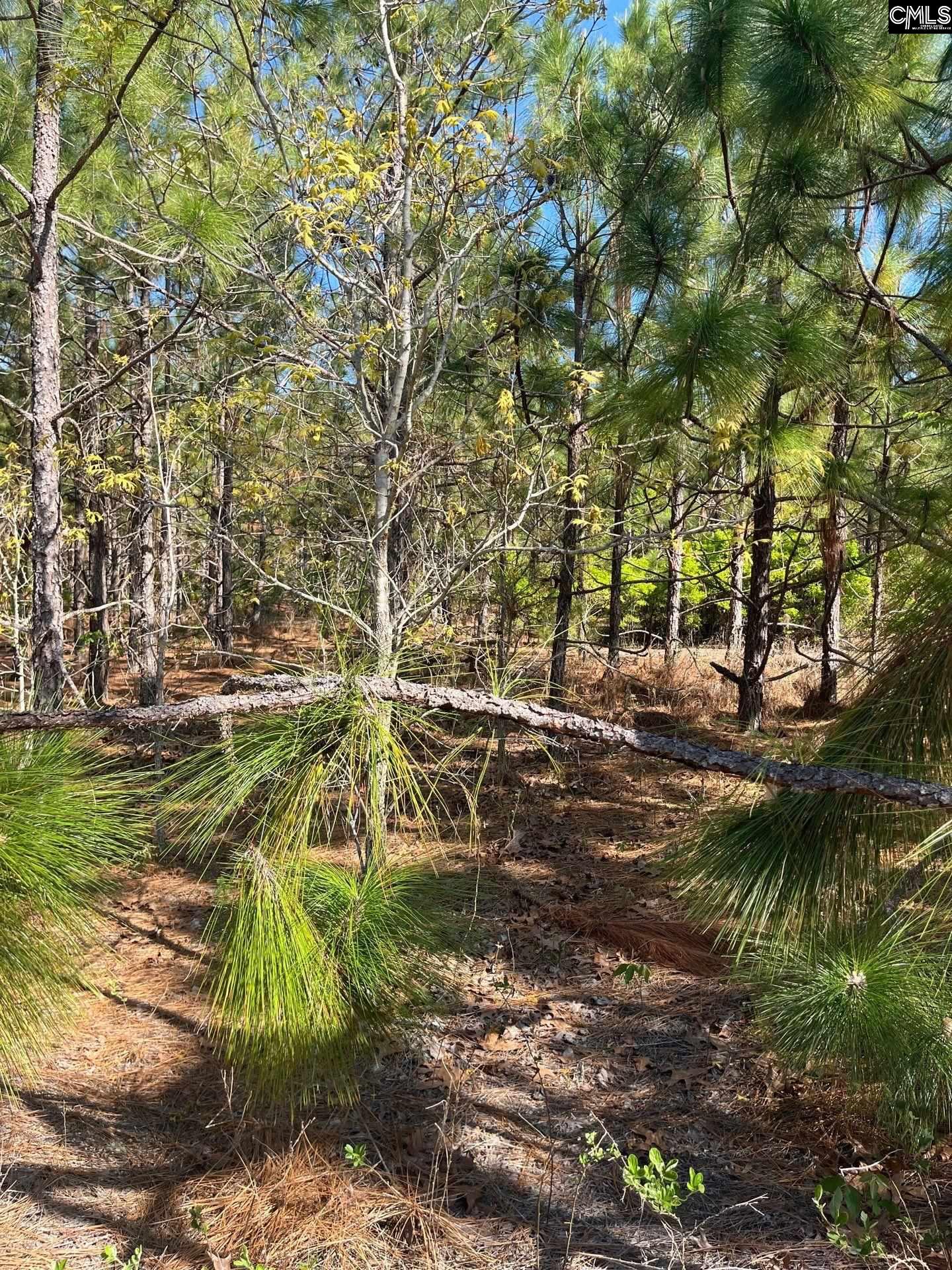 9 Beaver Dam Road Cassatt, SC 29032 - Photo 15 of 25