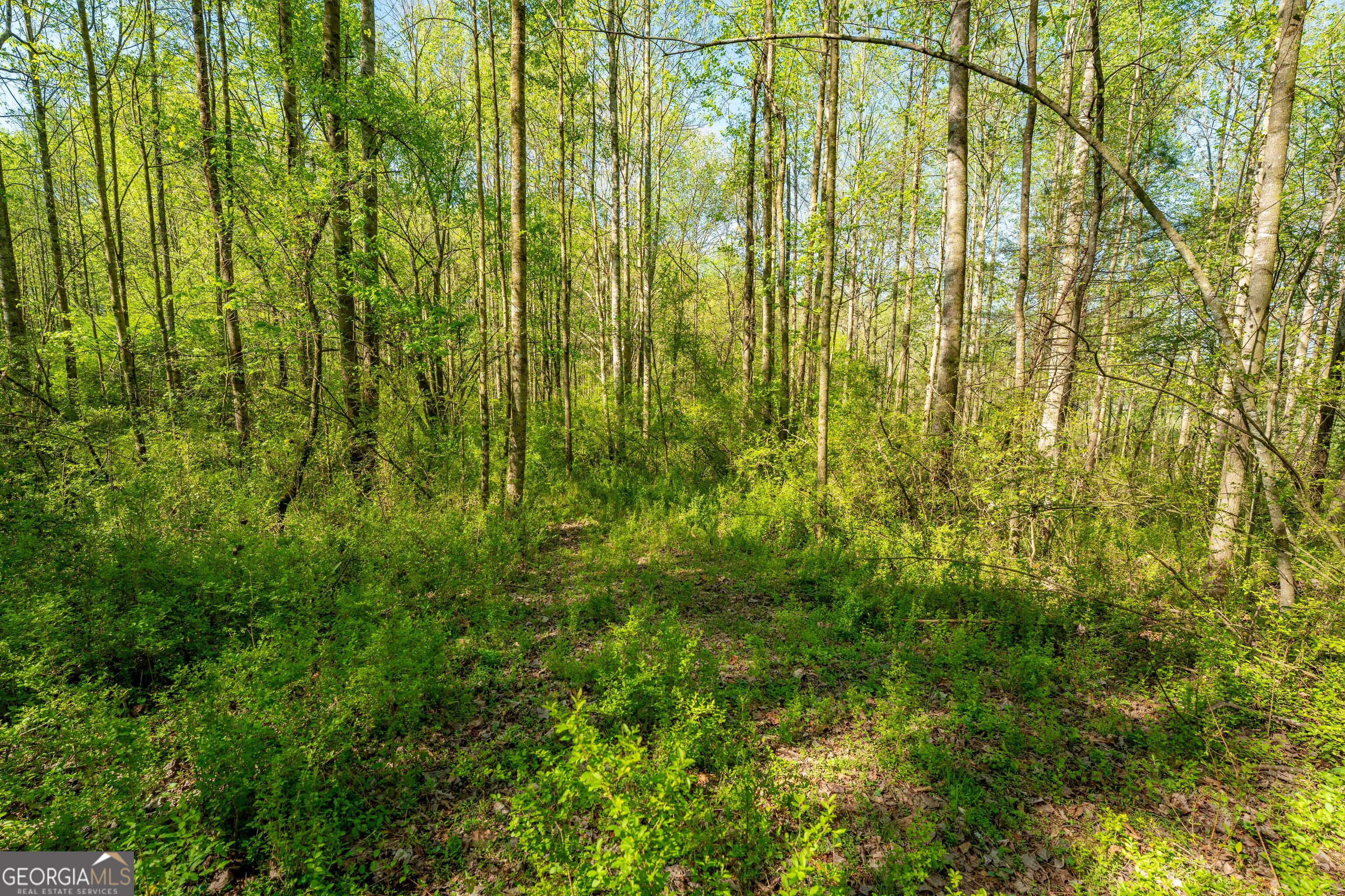 0 Glade Rock Springs Road Clarkesville, GA 30523 - Photo 19 of 31