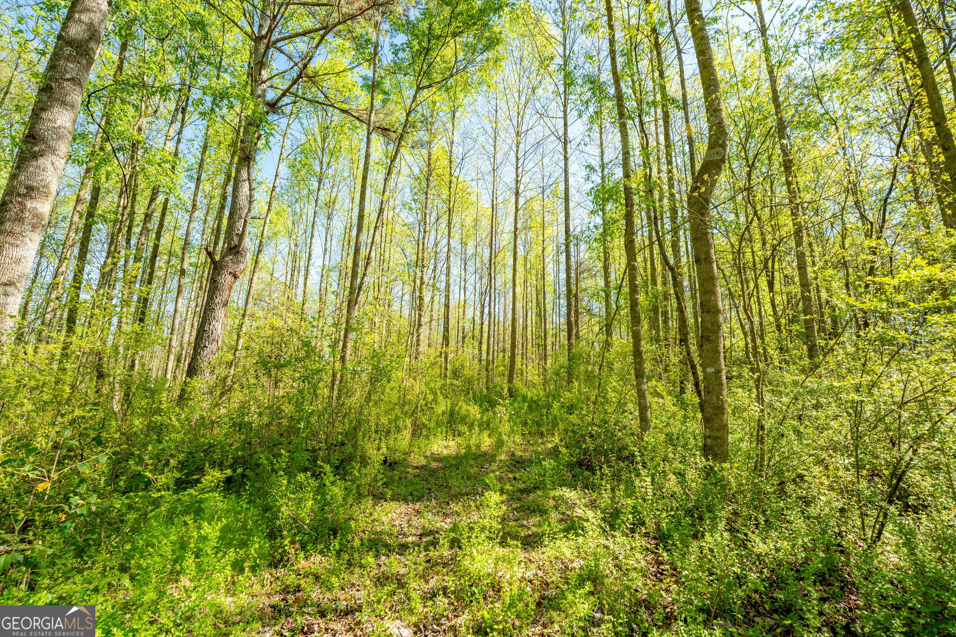 0 Glade Rock Springs Road Clarkesville, GA 30523 - Photo 20 of 31