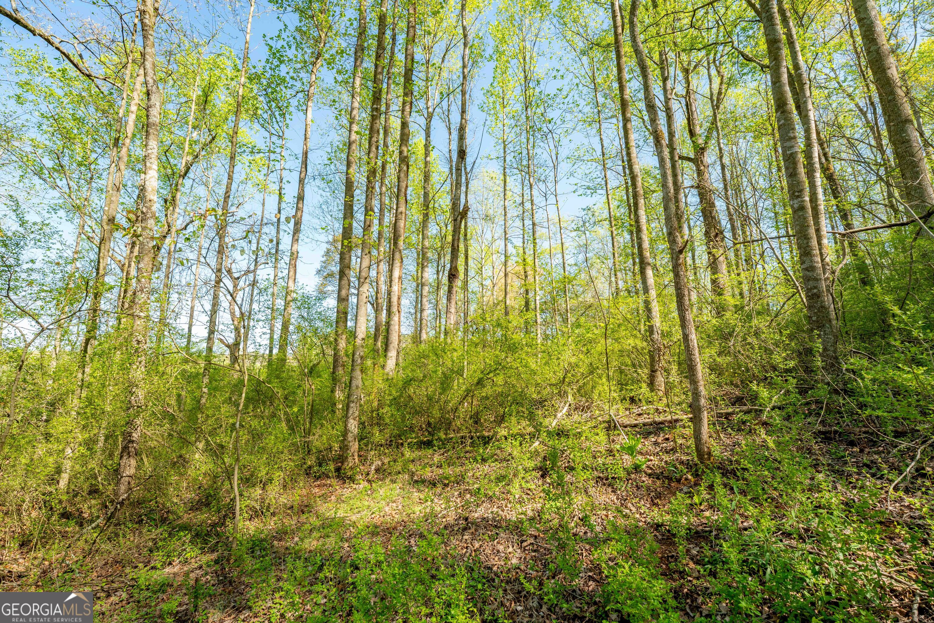 0 Glade Rock Springs Road Clarkesville, GA 30523 - Photo 3 of 31