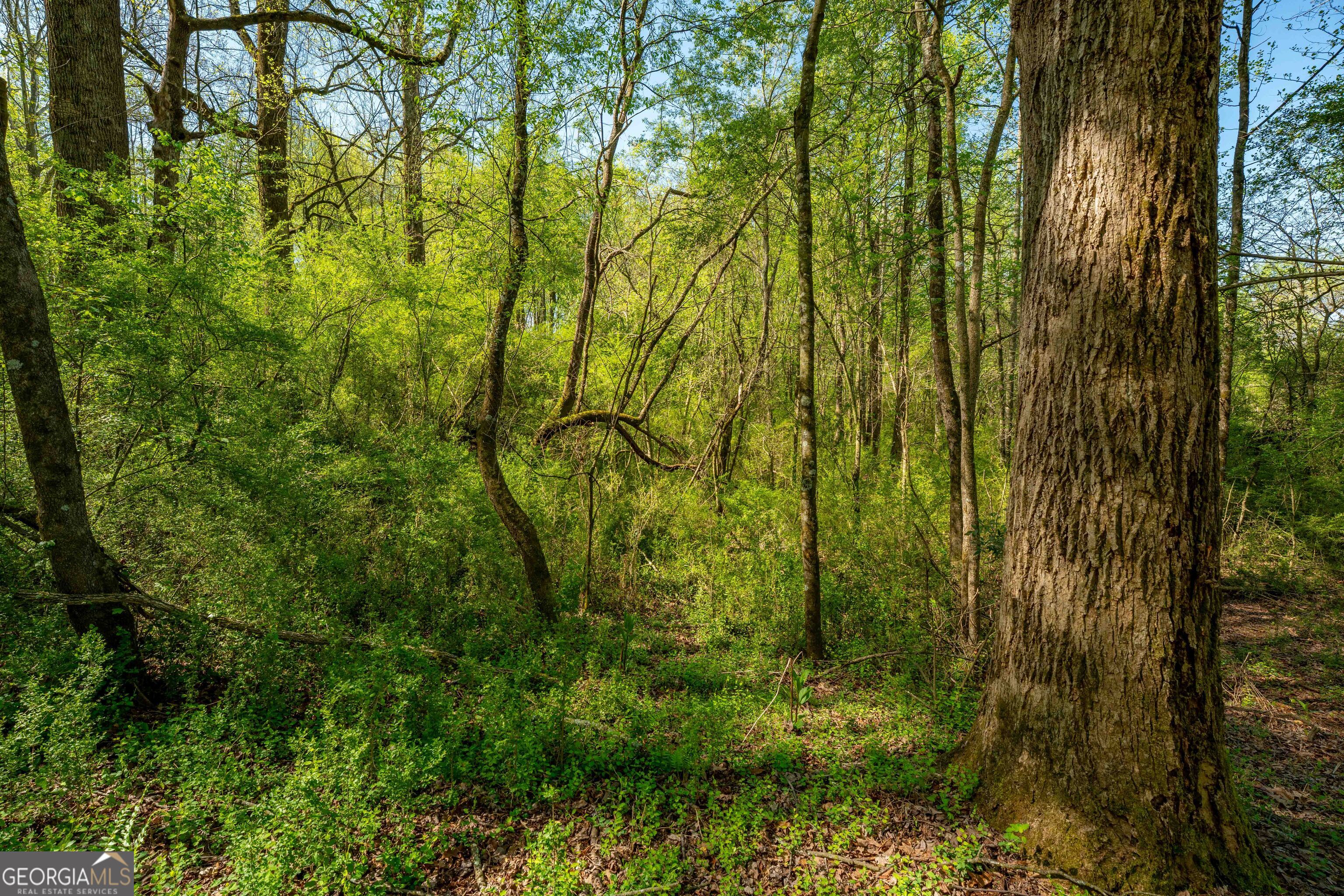 0 Glade Rock Springs Road Clarkesville, GA 30523 - Photo 7 of 31