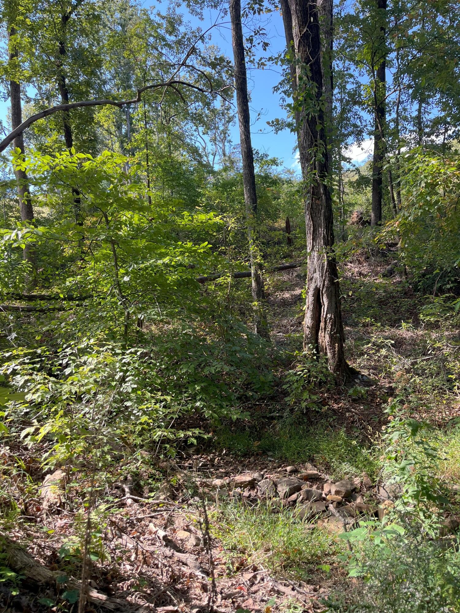 0 North Dug Gap Road Dalton, GA 30720 - Photo 3 of 9