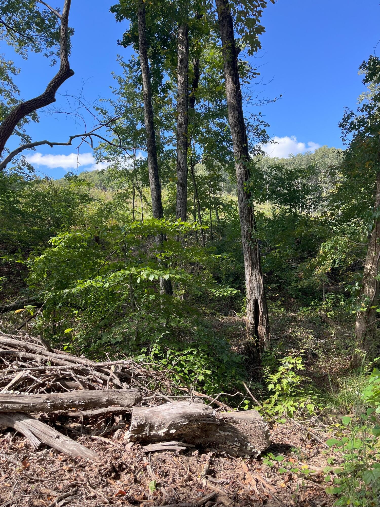 0 North Dug Gap Road Dalton, GA 30720 - Photo 4 of 9