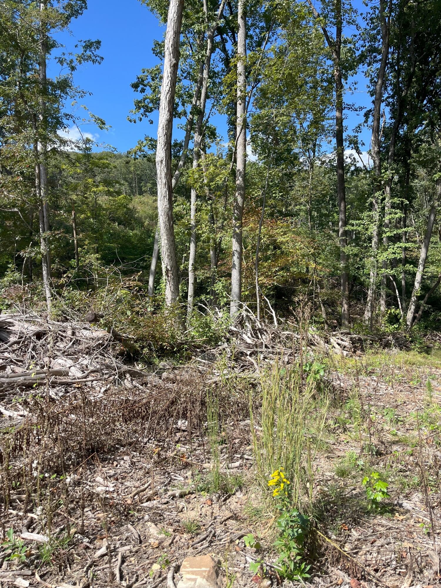 0 North Dug Gap Road Dalton, GA 30720 - Photo 7 of 9