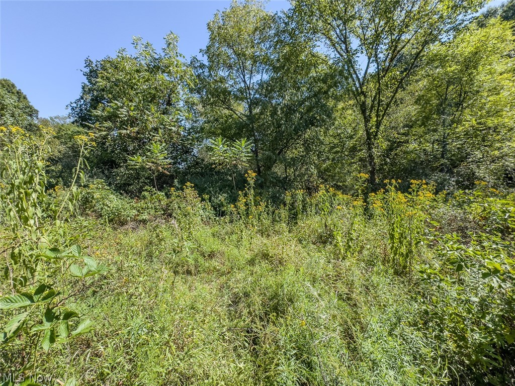 0 Brewer Road Cadiz, OH 43907 - Photo 20 of 37 View of wooded area