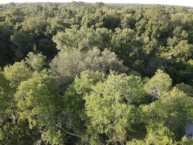 view of a forest with a street