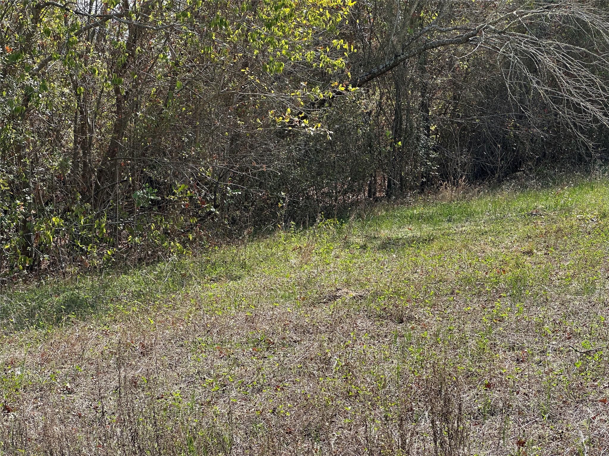 709 Locust Street Bastrop, TX 78602 - Photo 4 of 8 a view of outdoor space and a yard