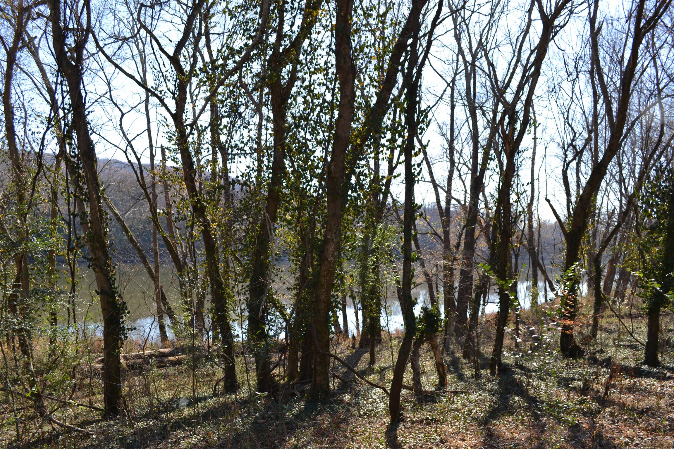 1 Rome Road Dixon Springs, TN 37057 - Photo 2 of 8 Gallery Image 2