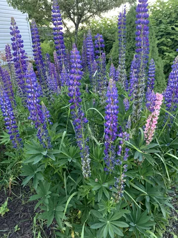 $489,000 | 6 Pleasant Street, Lubec, ME 04652