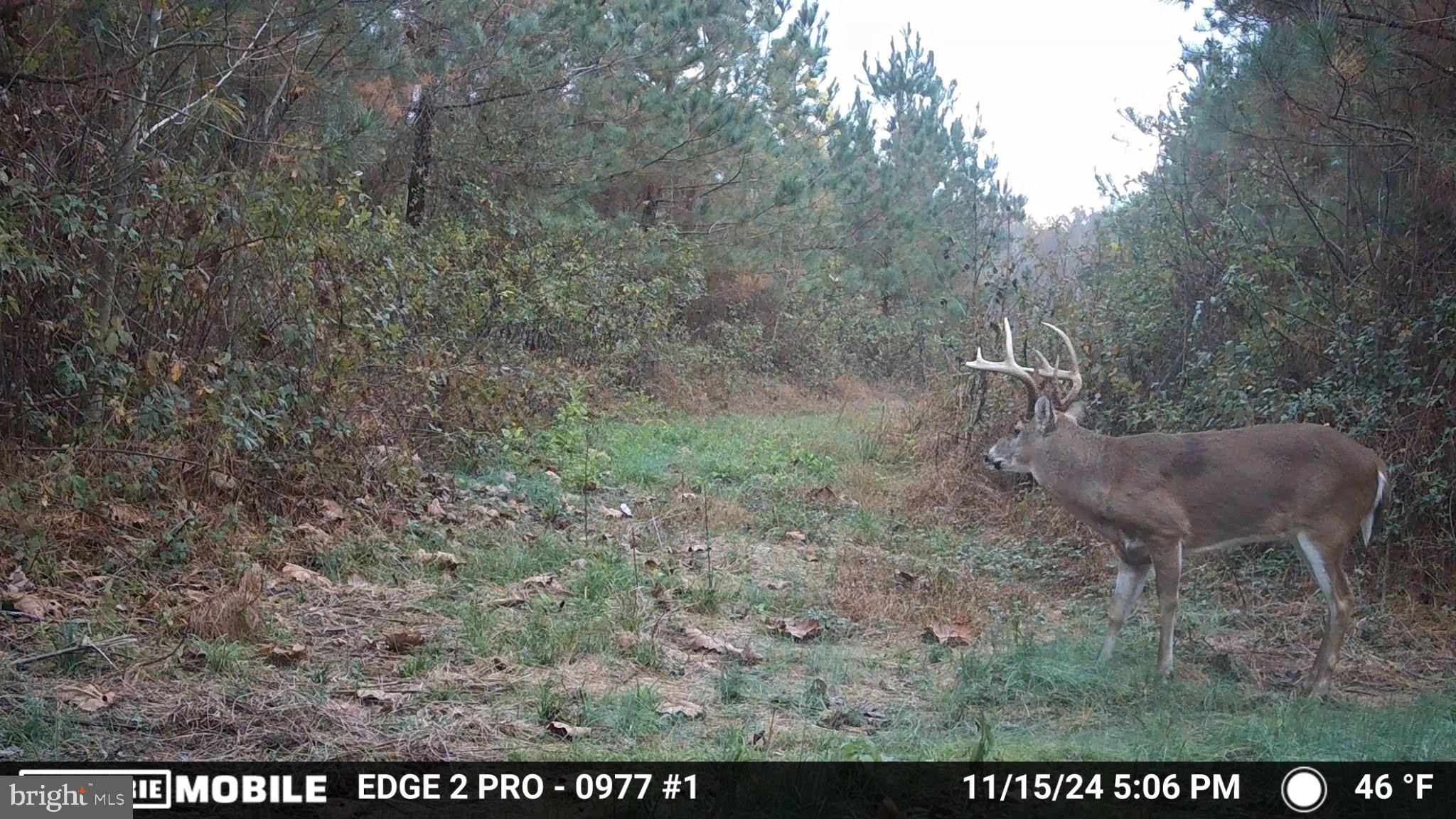 0 Harts Mill Road Mineral, VA 23117 - Photo 46 of 69 Majestic buck in serene woodland